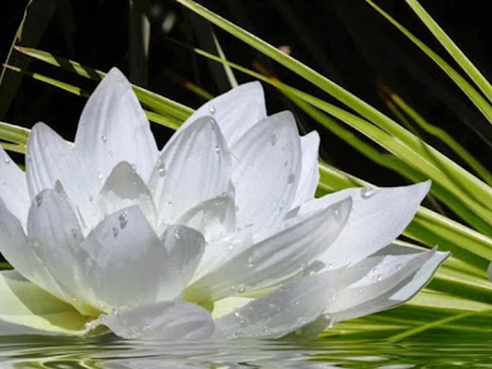 Clinique d'acupuncture France Durand