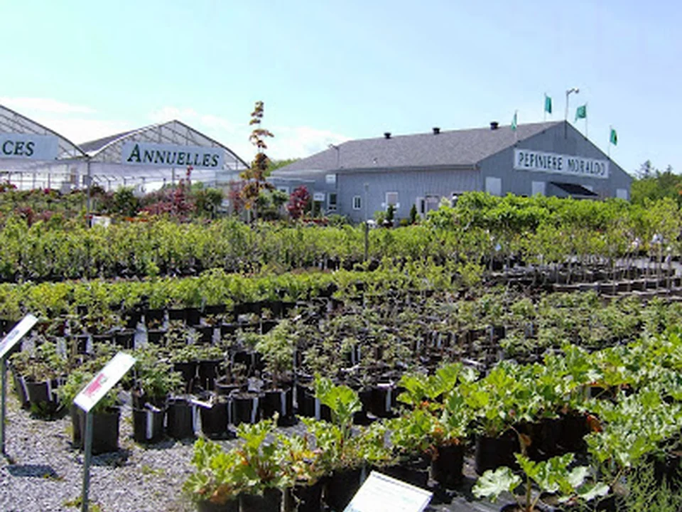 Jardinerie Pépinière Moraldo et fils inc. St-Augustin