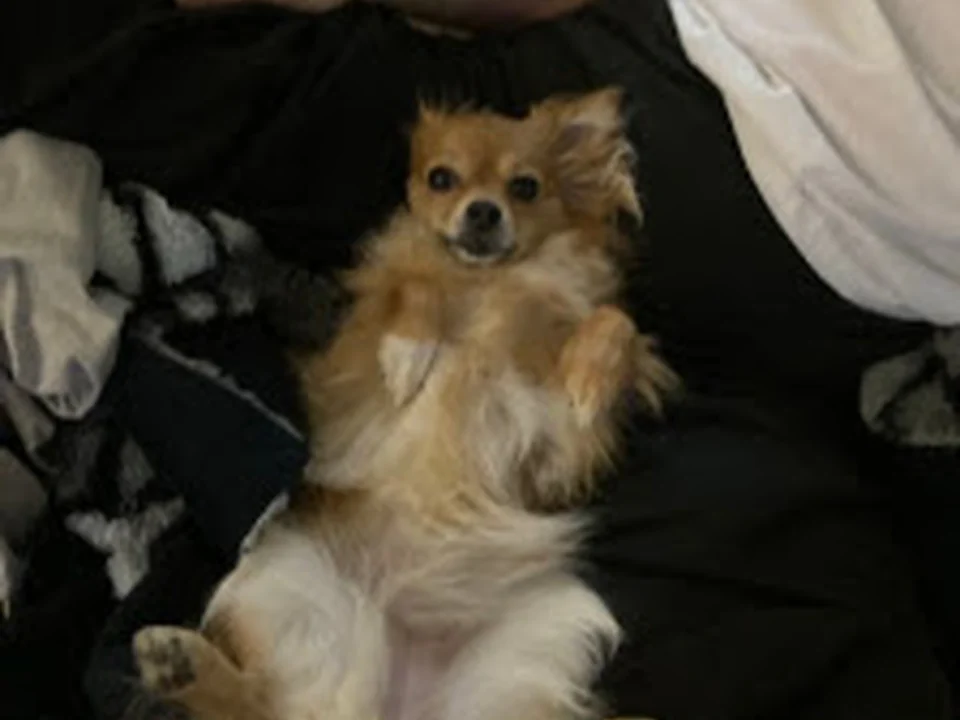 Couette et Croquettes - Réseau de pensions pour chiens en milieu familial, Québec