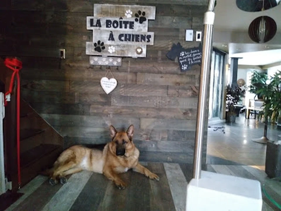 La Boîte à Chiens!, Québec