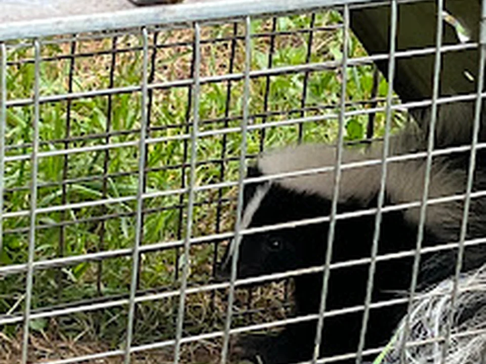 TAON Gestionnaire Parasitaire, Québec