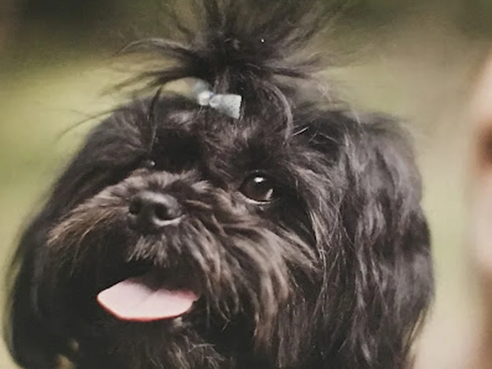 Quand les chiens s'emmêlent, Québec