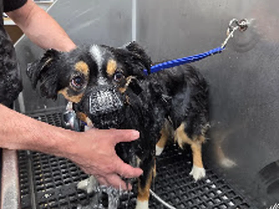Salon Canin, Québec