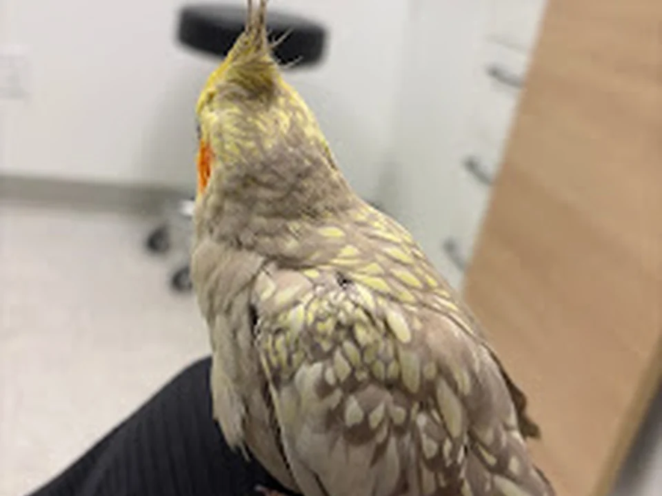 Nova Clinique vétérinaire, Québec