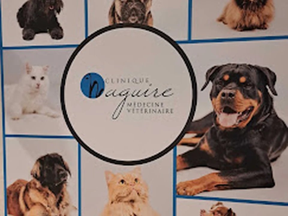 Clinique Maguire Médecine Vétérinaire, Québec