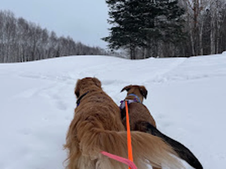 Anabelle Bouchard - Promenade et gardiennage de chiens, Québec
