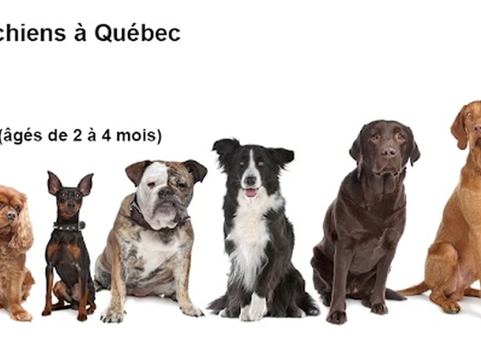 École de dressage Claudine Chantal pour chiens, Québec