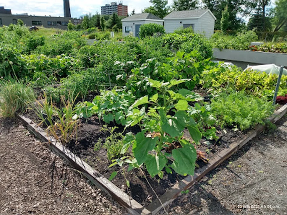 Jardin communautaire Sacré-Cœur, Québec